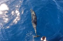 Ocean Safari in La Ventana, Mexico
