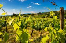 Florence: Chianti Wine Tour & San Gimignano with 2 Wineries