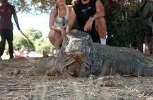 Lombok to Komodo sailing trip 4 days 3 nights