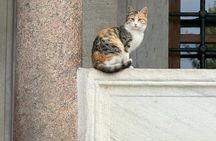 Private Istanbul Walking & Driving Tour with Guide &Skip-the-Line