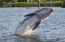 2 Hr Guaranteed Dolphin, Melbourne, ,Cocoa Beach.1030 am