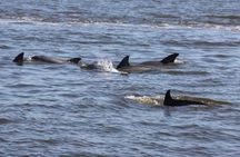 2 Hr Guaranteed Dolphin, Melbourne, ,Cocoa Beach.1030 am