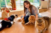 Tokyo Gotokuji Lucky Cat Temple and Harajuku Cat Cafe Tour