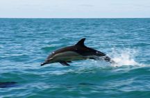 1 Hour Sea Safari RIB Boat Trip