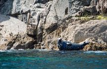 1 Hour Sea Safari RIB Boat Trip