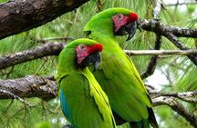 Private Macaw Birdwatching at Guacamayas Reserve