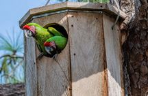 Private Macaw Birdwatching at Guacamayas Reserve