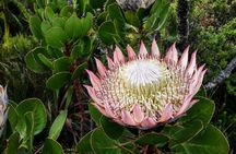 Table Mountain Hike via Kasteels Poort Trail