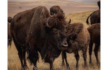 Black Hills Discovery Tour Southern Hills