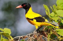 3-Hour Private Yala Safari with Luxury Double Room & Breakfast