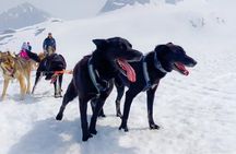 Dog Sled and Ice Fishing Combo Experience in Willow Alaska