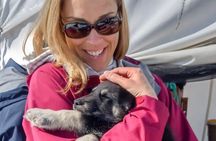 Dog Sled and Ice Fishing Combo Experience in Willow Alaska