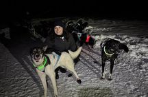 Moonlight Dog Sled Adventure with Dinner in Willow Alaska