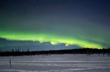 Moonlight Dog Sled Adventure with Dinner in Willow Alaska