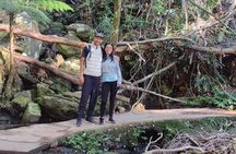 Private Gold Coast Wildlife Waterfalls and Rainforest Tour