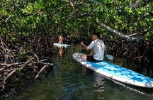Noosa: Epic Stand Up Paddle Stingray & Mangrove Tunnel Tour