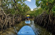 Noosa: Epic Stand Up Paddle Stingray & Mangrove Tunnel Tour