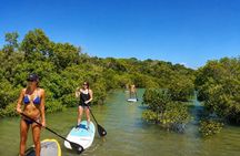 Noosa: Epic Stand Up Paddle Stingray & Mangrove Tunnel Tour