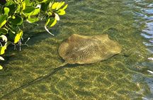 Noosa: Epic Stand Up Paddle Stingray & Mangrove Tunnel Tour