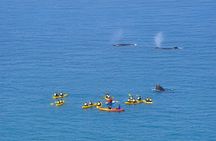 Noosa: Epic Whale Watching On Ocean Kayaks & Beach 4X4 Tour