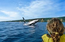 Rainbow Beach: Whale Watching Ocean Kayak Tour & Beach 4X4