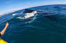 Noosa: Epic Whale Watching On Ocean Kayaks & Beach 4X4 Tour