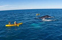 Noosa: Epic Whale Watching On Ocean Kayaks & Beach 4X4 Tour