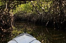 Noosa Heads: Epic Hidden Waterways & Wildlife Kayak Tour