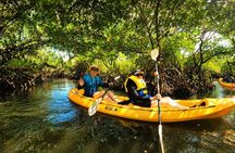 Noosa Heads: Epic Hidden Waterways & Wildlife Kayak Tour