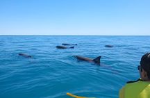 Rainbow Beach: Dolphin & Wildlife Ocean Kayak & Beach 4WD Tour