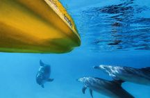 Epic Kayak With Dolphins & Wildlife - 4WD Beach Adventure Noosa