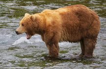Whittier to Anchorage Post Cruise Scenic Transfer Tour