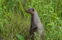 Chitwan National Park Jungle Safari Tours 3 days