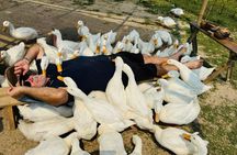Hoi An Motorbike : Buffalo, Basket Boat, Duck Farm & Body Massage