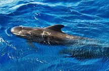 Tenerife Whale and Dolphin Watching + SWIM STOP