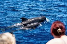 Tenerife Whale and Dolphin Watching + SWIM STOP