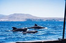 Tenerife Whale and Dolphin Watching + SWIM STOP
