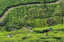 Best of Kerala: 8-Day Private Tour with Hotel & Houseboat Stay