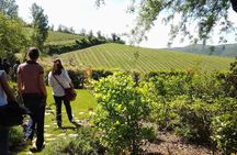 Radda in Chianti: Wine Tasting, Cellar Tour & Tuscan Lunch