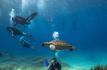 Green Bay Turtle Dive Experience in Protaras