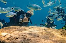 Green Bay Turtle Dive Experience in Protaras
