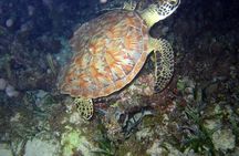 Discover Scuba Diving in Montego Bay-TWO Tank (First time Diving)