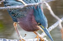 Bird Nerd Paddling Adventure