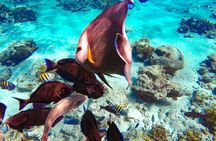 Nassau: Pearl Island Reef Snorkeling + Beach Day & Bahamian Lunch