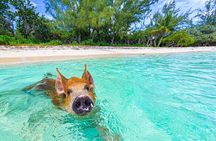 Nassau: Bahamas Swimming Pigs & Pearl Island Beach with Lunch
