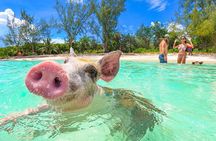 Nassau: Bahamas Swimming Pigs & Pearl Island Beach with Lunch