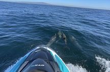 Guided Dolphin Jet Ski Adventure | Long Beach to Catalina Island