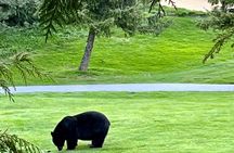 2 Hours eBike Whistler Multi-generational Tour with Local Guide
