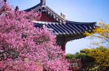 Private Half Day Seoul Tour Changdeokgung Palace and Bukchon