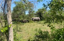 Ziwa Rhino Sanctuary Guided Walking Safari